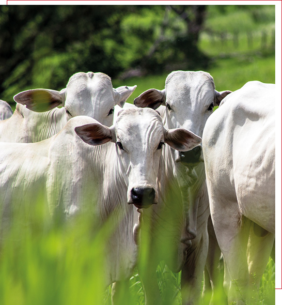 Animal Welfare - Cattle